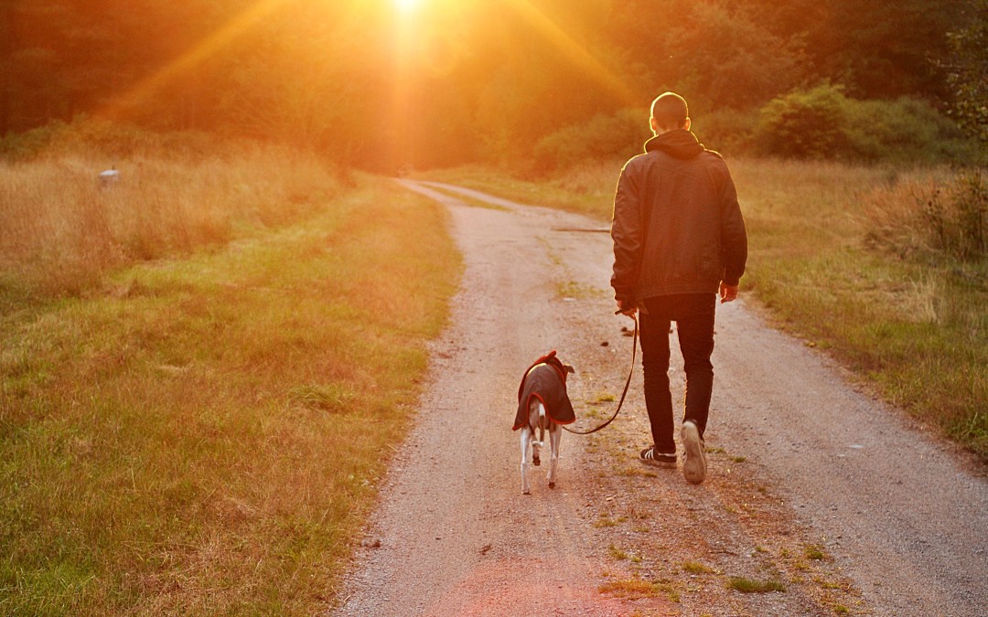 8 Mistakes New Dog Owners Make
