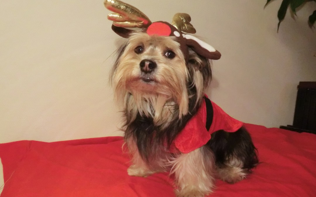 Holiday Fun for Your Pets