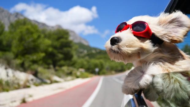 HOLIDAY TRIPS: MORE FUN WITH PETS