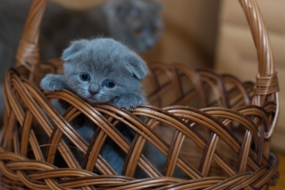 4 Tips When Adopting Your First Cat