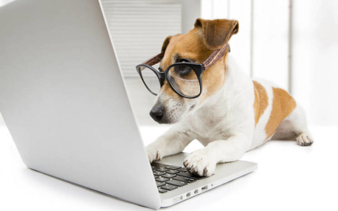 3 Things to Know for ‘Take Your Dog To Work Day’
