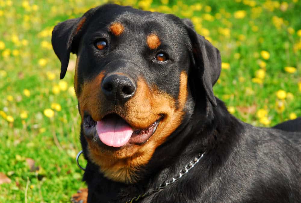 how long do rottweiler grow