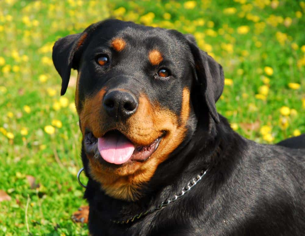 mean rottweiler dog