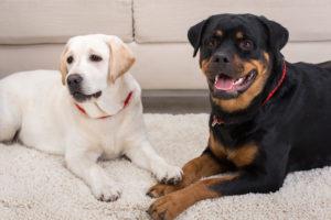 Top 6 Common Myths about Rottweilers - Puff and Fluff Spa