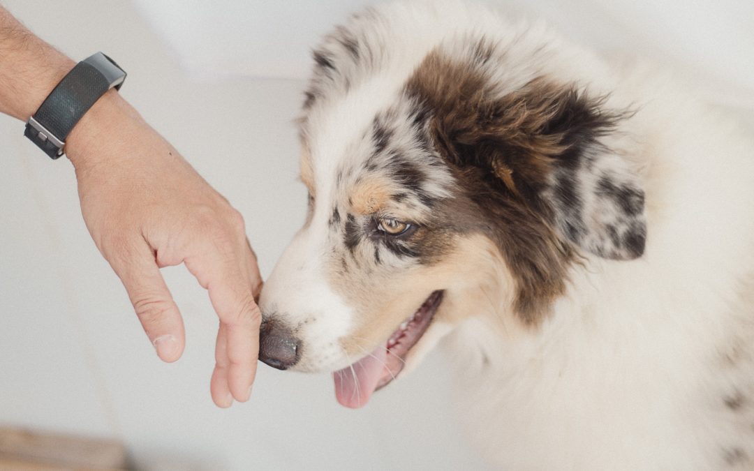 The Healing Power of Dogs: How Canines Can Help Humans