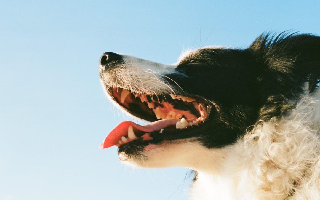 Warning Signs Your Dog Is About to Bite and How to Prevent Them From Biting