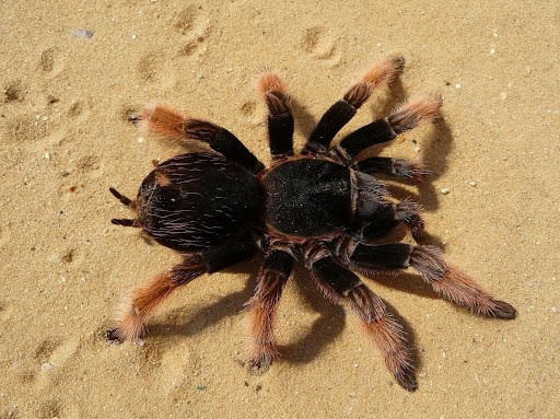 Mexican Redknee Tarantula