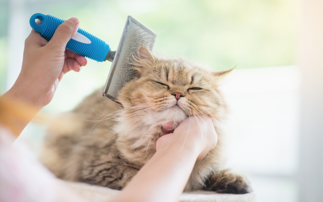 How To Groom Your Cat At Home Like A Professional