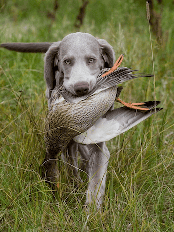 Different best sale hunting dogs