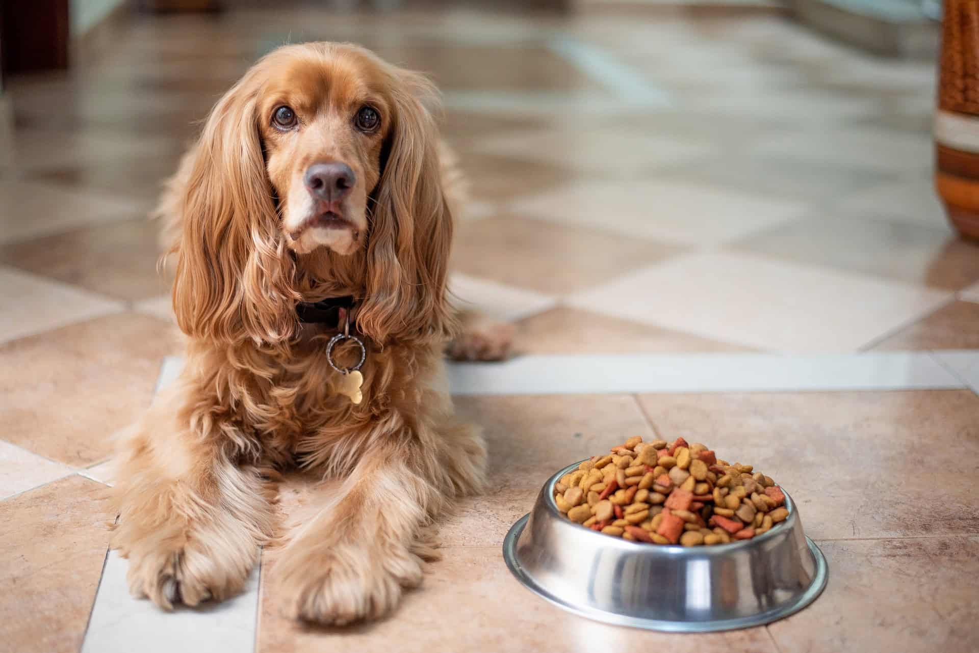 3 Tips to choose the right dog food Puff and Fluff Spa