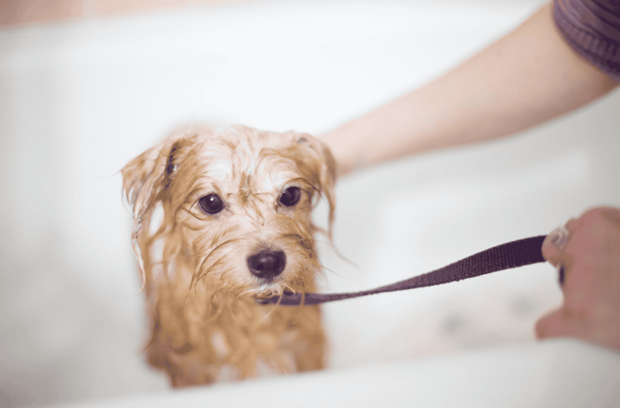 How To Restrain a Dog Correctly While Grooming - Puff and Fluff Spa