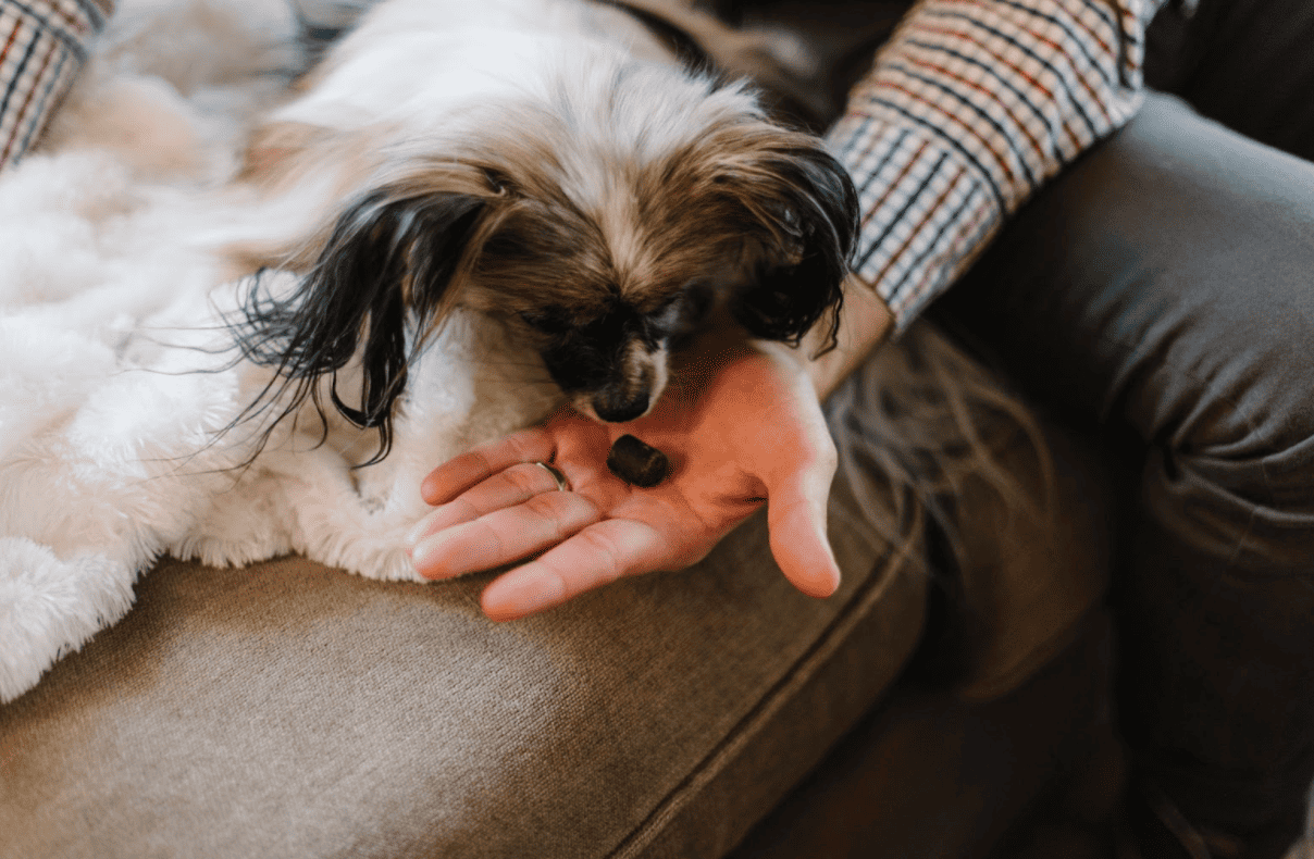 how do dog groomers keep dogs calm