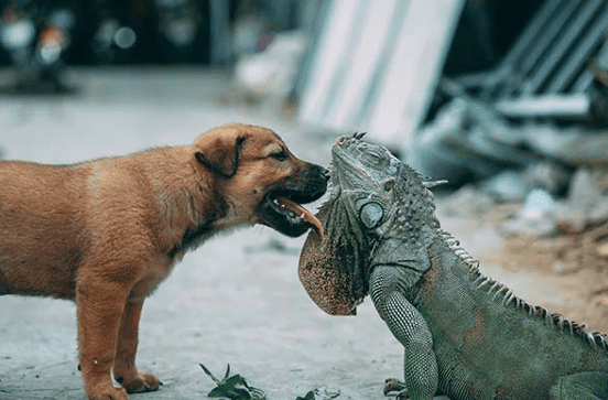 Lizard store like dog