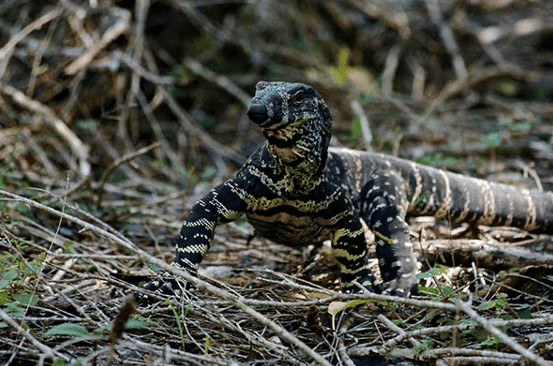 what happens when dog eats lizard