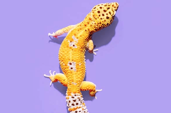 are geckos poisonous to dogs