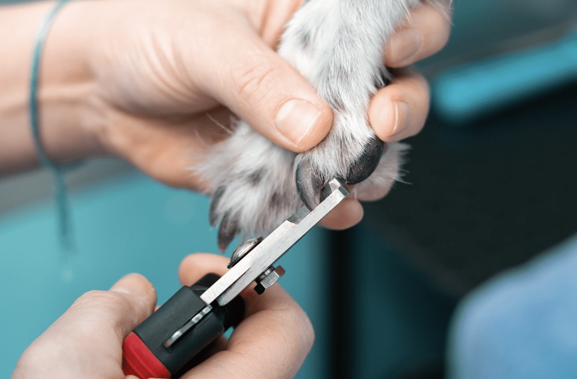 Greyhound shop nail clippers