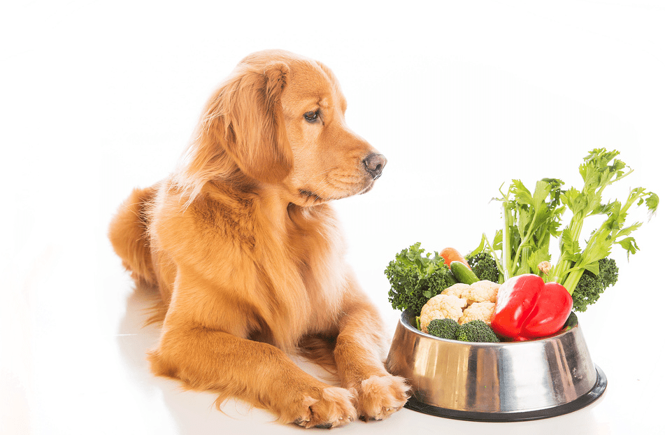 Best food for golden retriever coat best sale