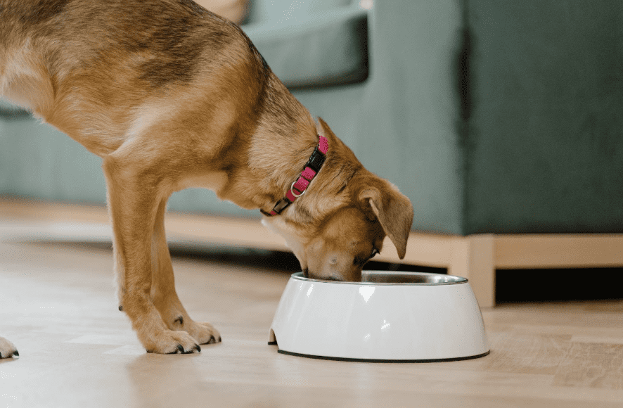 Raised Dog Bowls  Benefits, Best Height, Bloat